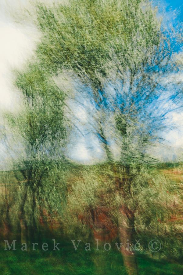 Impressionism Fine art photo of green trees | JPEG file ready to print