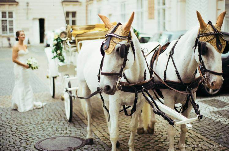 bride and white horses and carriage - Fujifilm PRO400H